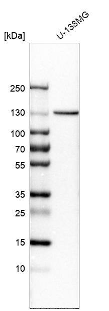 Cadherin-13 Antibody - BSA Free Western Blot: Cadherin-13 Antibody - BSA Free [NBP1-85708]
