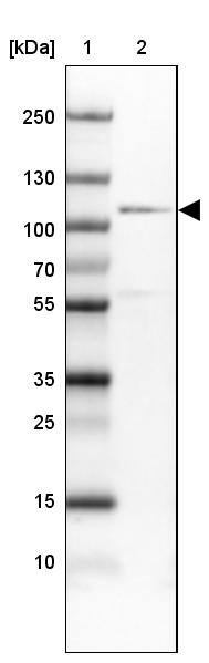 CDC5L Antibody - BSA Free Western Blot: CDC5L Antibody - BSA Free [NBP1-85719]