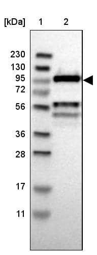 CDC5L Antibody - BSA Free Western Blot: CDC5L Antibody - BSA Free [NBP1-85720]