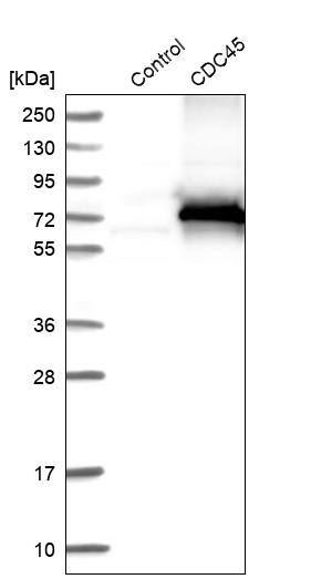 CDC45L Antibody - BSA Free Western Blot: CDC45L Antibody - BSA Free [NBP1-85723]