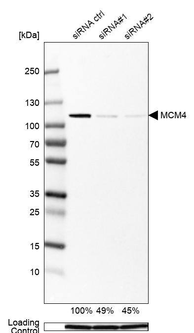 MCM4 Antibody - BSA Free Western Blot: MCM4 Antibody - BSA Free [NBP1-85728]