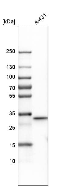 CDC2/CDK1 Antibody - BSA Free Western Blot: CDC2/CDK1 Antibody - BSA Free [NBP1-85729]