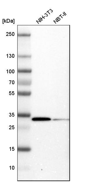 CDC2/CDK1 Antibody - BSA Free Western Blot: CDC2/CDK1 Antibody - BSA Free [NBP1-85729]