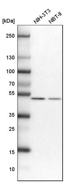 Septin-7 Antibody - BSA Free Western Blot: Septin-7 Antibody - BSA Free [NBP1-85730]