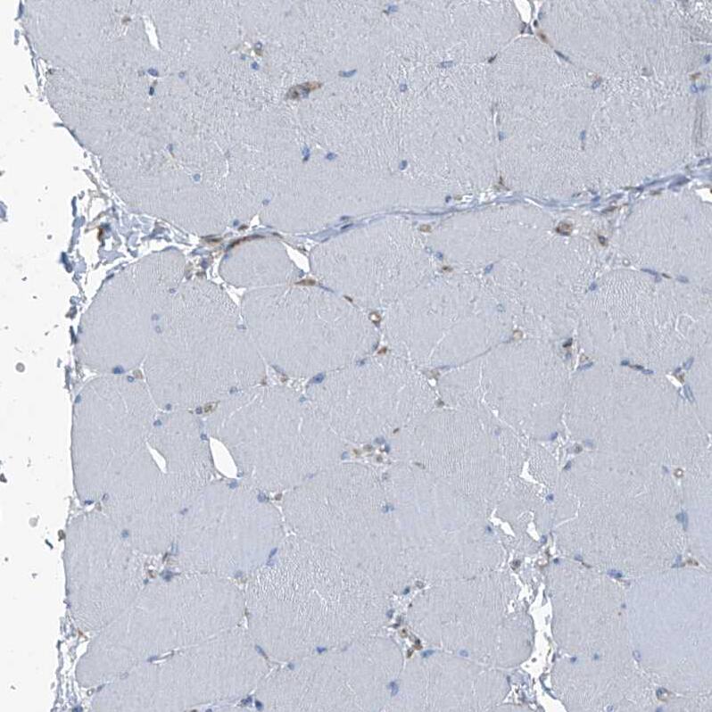 Septin-7 Antibody - BSA Free Immunohistochemistry-Paraffin: Septin-7 Antibody [NBP1-85731]