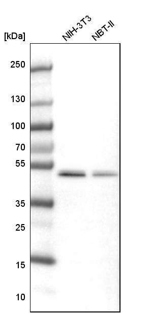 Septin-7 Antibody - BSA Free Western Blot: Septin-7 Antibody - BSA Free [NBP1-85731]