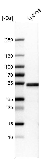 Septin-7 Antibody - BSA Free Western Blot: Septin-7 Antibody - BSA Free [NBP1-85731]