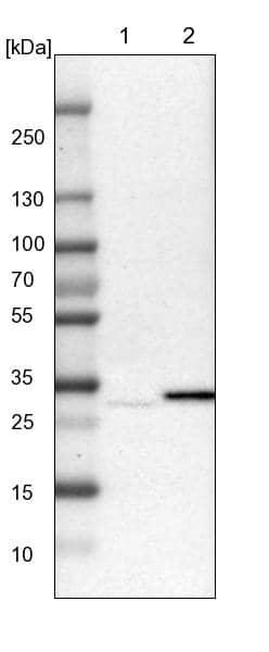 TATDN1 Antibody - BSA Free Western Blot: TATDN1 Antibody - BSA Free [NBP1-85733]
