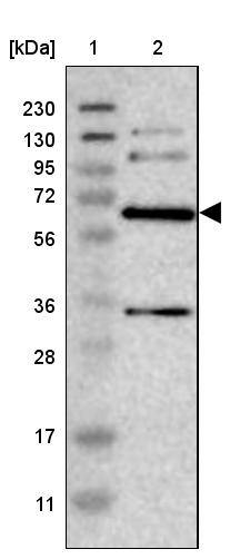 ITFG1 Antibody - BSA Free Western Blot: ITFG1 Antibody - BSA Free [NBP1-85735]