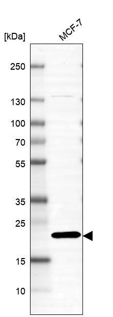 XTP3TPA Antibody - BSA Free Western Blot: XTP3TPA Antibody - BSA Free [NBP1-85736]