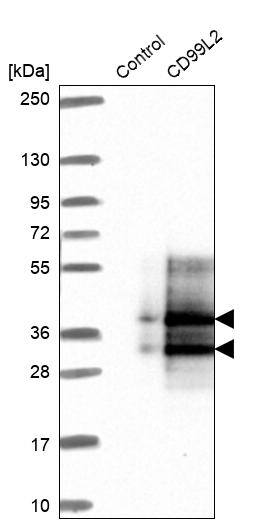 CD99-L2 Antibody - BSA Free Western Blot: CD99-L2 Antibody - BSA Free [NBP1-85737]