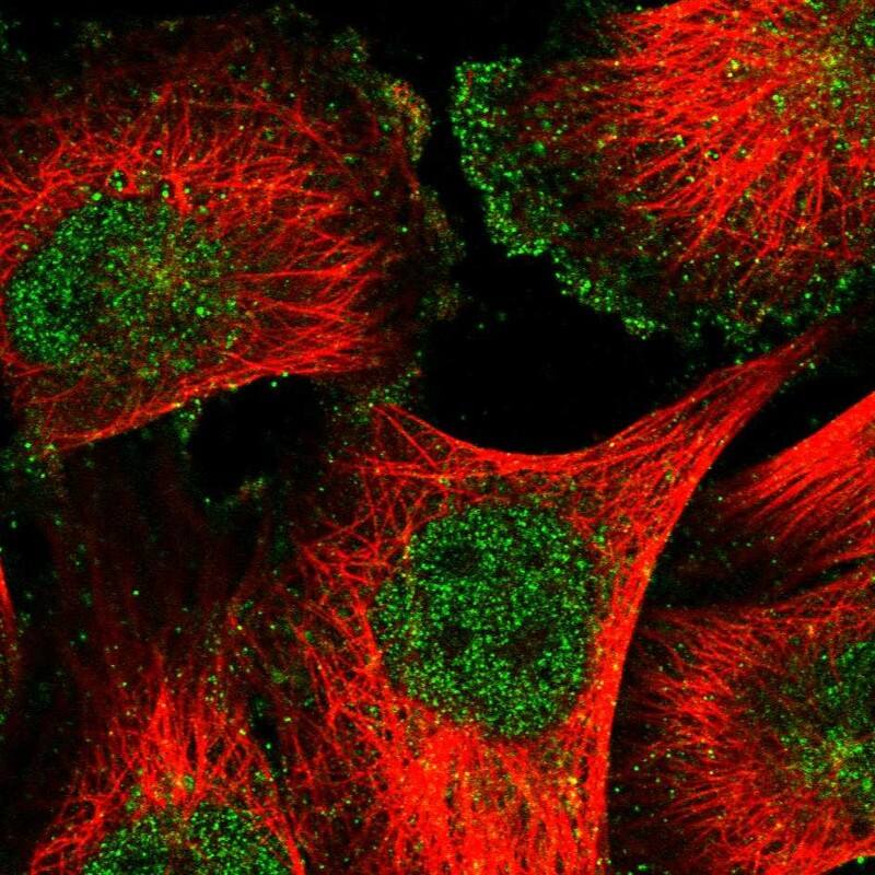 CD90/Thy1 Antibody - BSA Free Immunocytochemistry/ Immunofluorescence: CD90/Thy1 Antibody [NBP1-85739]