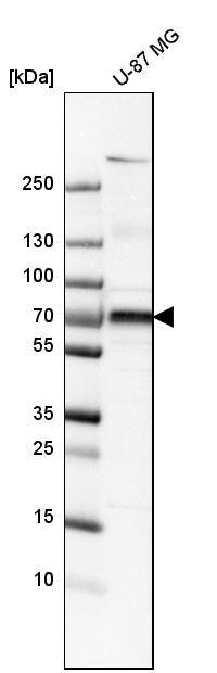 5'-Nucleotidase/CD73 Antibody - BSA Free Western Blot: 5'-Nucleotidase/CD73 Antibody - BSA Free [NBP1-85740]