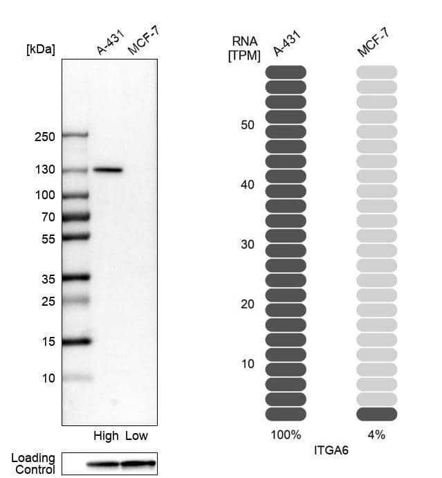 Integrin alpha 6/CD49f Antibody - BSA Free Western Blot: Integrin alpha 6/CD49f Antibody - BSA Free [NBP1-85747]