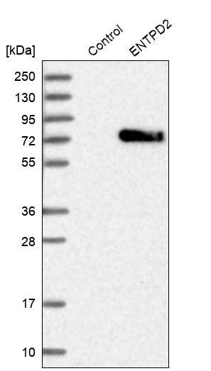 CD39L1/ENTPD2 Antibody - BSA Free Western Blot: CD39L1/ENTPD2 Antibody - BSA Free [NBP1-85752]
