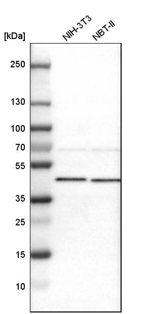 Ancient ubiquitous protein 1 Antibody - BSA Free Western Blot: Ancient ubiquitous protein 1 Antibody - BSA Free [NBP1-85785]