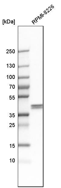 Ancient ubiquitous protein 1 Antibody - BSA Free Western Blot: Ancient ubiquitous protein 1 Antibody - BSA Free [NBP1-85785]