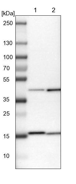 ACAA1 Antibody - BSA Free Western Blot: ACAA1 Antibody - BSA Free [NBP1-85786]