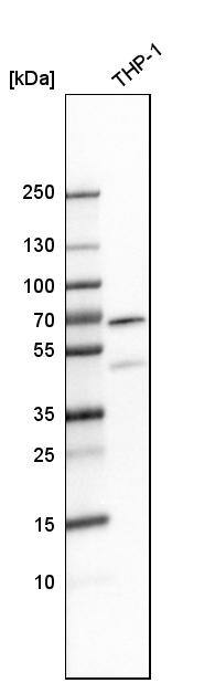 MEF2D Antibody - BSA Free Western Blot: MEF2D Antibody - BSA Free [NBP1-85788]
