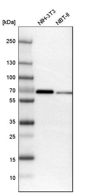 MEF2D Antibody - BSA Free Western Blot: MEF2D Antibody - BSA Free [NBP1-85788]
