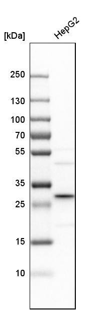 Ketohexokinase Antibody - BSA Free Western Blot: Ketohexokinase Antibody - BSA Free [NBP1-85790]