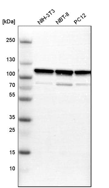 alpha-Actinin 1 Antibody - BSA Free Western Blot: alpha-Actinin 1 Antibody - BSA Free [NBP1-85791]