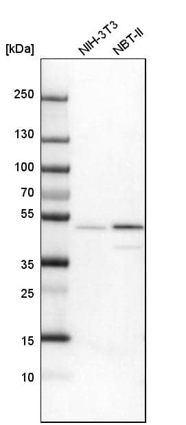 VASP Antibody - BSA Free Western Blot: VASP Antibody - BSA Free [NBP1-85792]