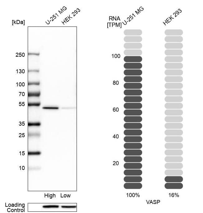 VASP Antibody - BSA Free Western Blot: VASP Antibody - BSA Free [NBP1-85792]