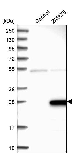 ZMAT5 Antibody - BSA Free Western Blot: ZMAT5 Antibody - BSA Free [NBP1-85794]