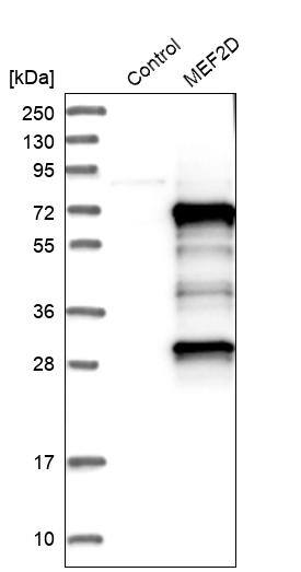 MEF2D Antibody - BSA Free Western Blot: MEF2D Antibody - BSA Free [NBP1-85795]
