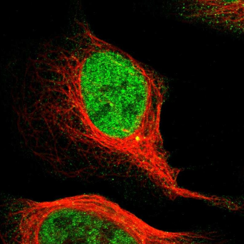 MCM3 Antibody - BSA Free Immunocytochemistry/ Immunofluorescence: MCM3 Antibody - BSA Free [NBP1-85796]