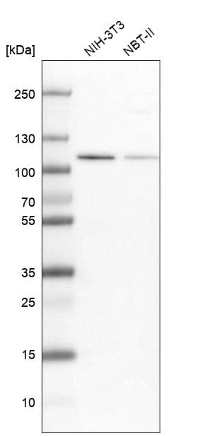 MCM3 Antibody - BSA Free Western Blot: MCM3 Antibody - BSA Free [NBP1-85796]