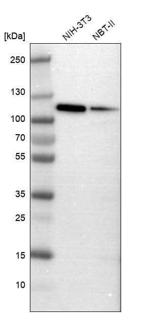MCM3 Antibody - BSA Free Western Blot: MCM3 Antibody - BSA Free [NBP1-85797]