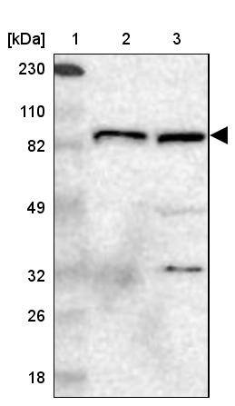 GIT1 Antibody - BSA Free Western Blot: GIT1 Antibody - BSA Free [NBP1-85798]