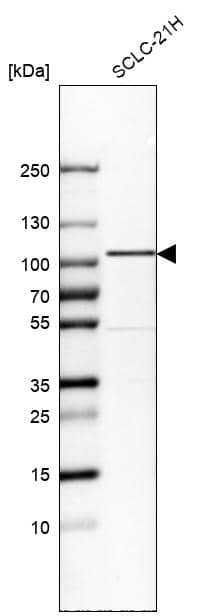 GIT1 Antibody - BSA Free Western Blot: GIT1 Antibody - BSA Free [NBP1-85798]