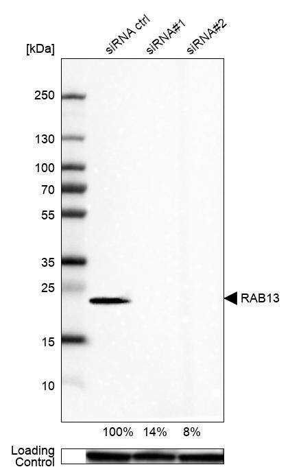 Rab13 Antibody - BSA Free Western Blot: Rab13 Antibody - BSA Free [NBP1-85799]