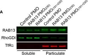 Rab13 Antibody