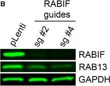 Rab13 Antibody