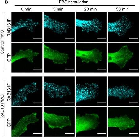 Rab13 Antibody