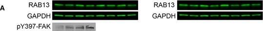 Rab13 Antibody