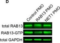 Rab13 Antibody