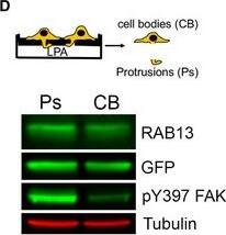Rab13 Antibody