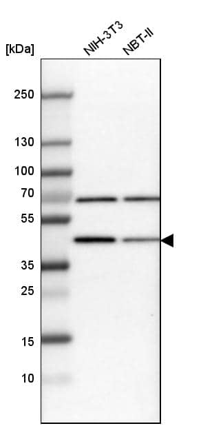 PBX1 Antibody - BSA Free Western Blot: PBX1 Antibody - BSA Free [NBP1-85803]