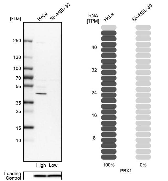 PBX1 Antibody - BSA Free Western Blot: PBX1 Antibody - BSA Free [NBP1-85803]