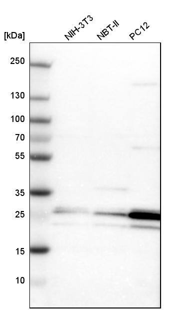 PCMT1 Antibody - BSA Free Western Blot: PCMT1 Antibody - BSA Free [NBP1-85806]