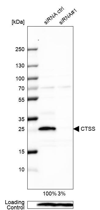 Cathepsin S Antibody - BSA Free Western Blot: Cathepsin S Antibody - BSA Free [NBP1-85807]
