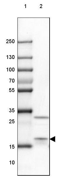 EIF1A Antibody - BSA Free Western Blot: EIF1A Antibody - BSA Free [NBP1-85808]