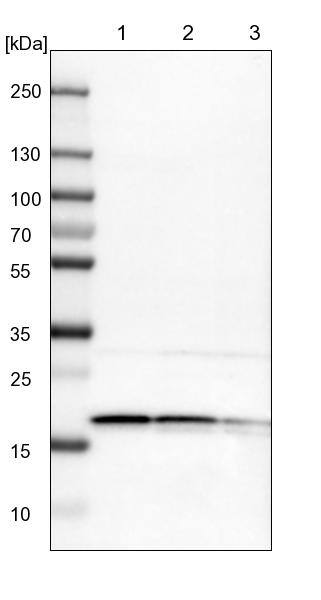 EIF1A Antibody - BSA Free Western Blot: EIF1A Antibody - BSA Free [NBP1-85808]
