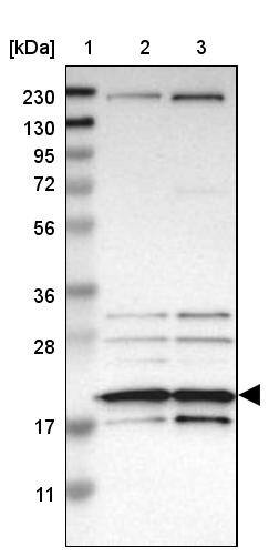 EIF1A Antibody - BSA Free Western Blot: EIF1A Antibody - BSA Free [NBP1-85808]