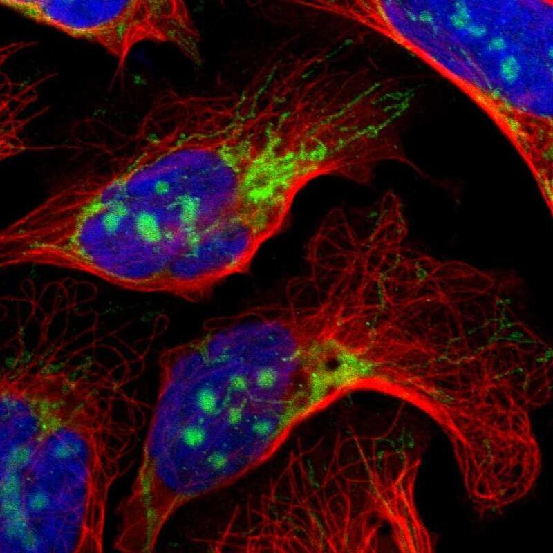 IDH3G Antibody - BSA Free Immunocytochemistry/ Immunofluorescence: IDH3G Antibody [NBP1-85810]